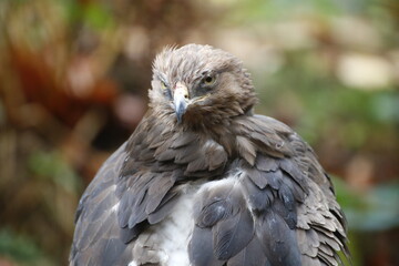 A Lesser Spotted Eagle in the National Park Bavarian Forest