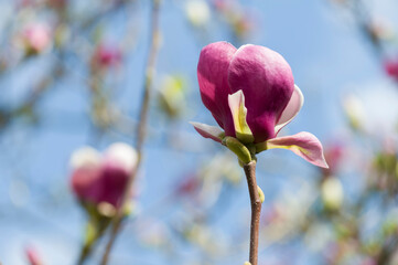 Magnolienknospe