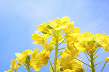 Fototapeta premium 菜の花