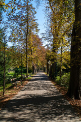Obraz premium Eine Allee im Stadtpark im Herbst