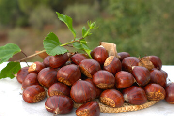 Chestnuts, new harvest, organic, fresh, delicious.