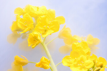 Obraz premium 菜の花