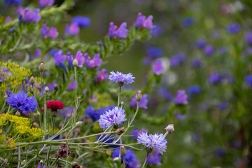 beautiful colourful cornflowers in a wild flower meadow