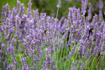 bumblebee collecting nectar from lavender