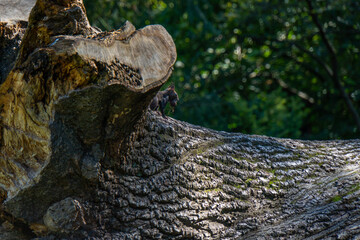 Eichhörnchen sitzt mit einer Nuss im Mund auf einem umgefallenen Baum