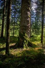 Obraz premium Alte dicke Tanne