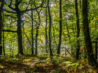 Fototapeta na wymiar beautiful woodland scene on a bright Autumn day