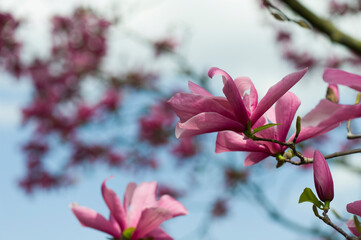 Obraz premium Blühende Sternmagnolie