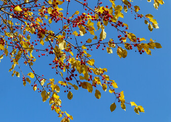 Branch of wild apple tree in autumn. Beautiful bright view of red berries and yellow leaves close-up.