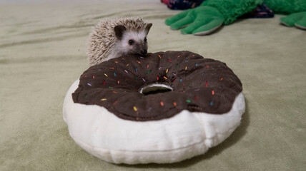 erizo de tierra con dona e peluche © Alfonso VargasTorres