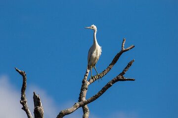 a juvinal little blue heron perched on a high dead tree limb.