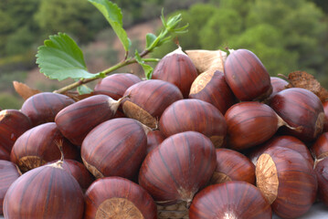 Chestnuts, new harvest, organic, fresh, delicious.