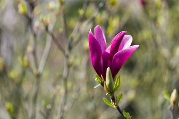 Geöffnete Magnolienblüte