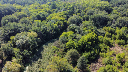 Bird's eye view of green forest with a lot of trees