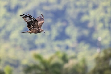 Black Kite  (Milvus migrans)  in flight