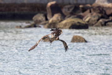 Two Black Kite  (Milvus migrans)  fighting