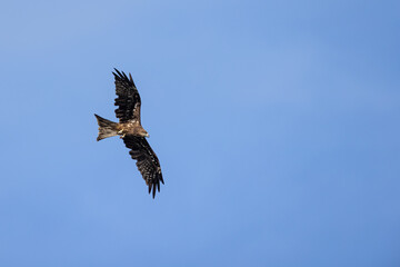 Black Kite  (Milvus migrans)  in flight