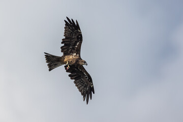 Black Kite  (Milvus migrans)  in flight