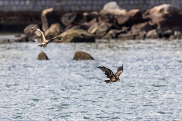 Two Black Kite  (Milvus migrans)  fighting