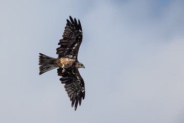 Black Kite  (Milvus migrans)  in flight