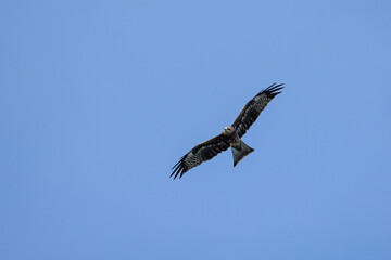 Black Kite  (Milvus migrans)  in flight