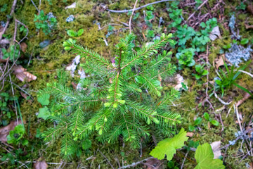 Obraz premium junge Tanne