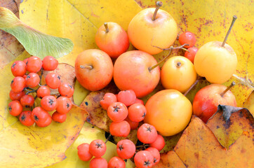Autumn wild fruits forming a still life