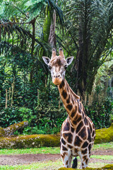 A giraffe tilt his head to a side