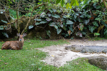 Keeping social distance even between a deer and a crocodile