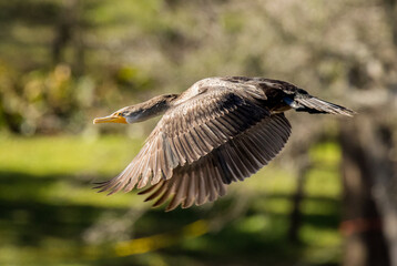 A juvenal double crested cormorant in flight.  They are excellent divers, and mostly feed under water.  Sign on post - idle speed, no wake.