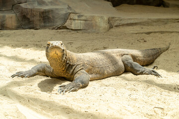 Fototapeta premium A komodo dragon is looking at you