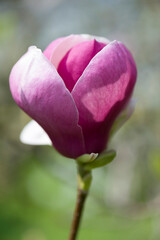 Pinkfarbene Magnolienbl&uuml;te