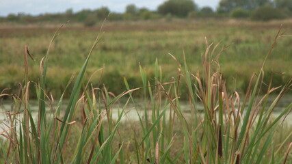 shooting swamp, wildlife, shooting grass with smooth camera rotation, background, forest and lake in the background
