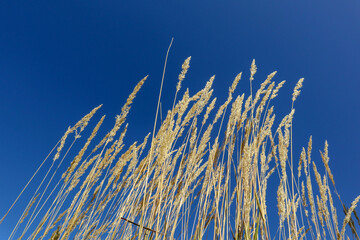 Fototapeta premium Yellow grass on blue sky. Bright autumn view of beautiful plants lit by natural sunlight in the fall.