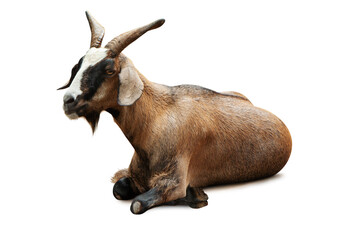 animal of goat sitting isolate is on white background with clipping path