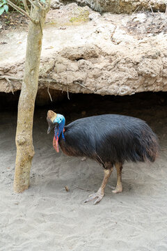 A cassowary is walking on the sand field