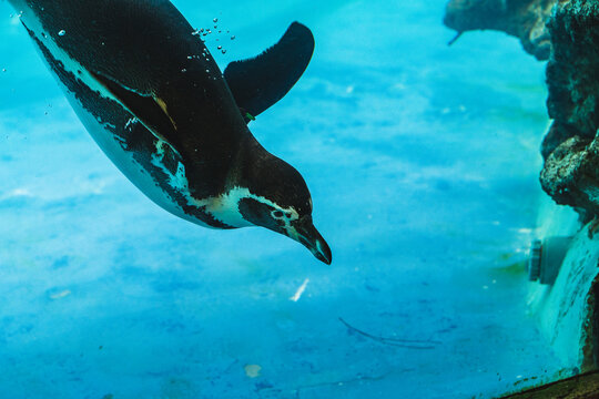 Humboldt penguin is swimming in the pool
