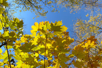 Maple tree branch with yellow leaves on blue sky. Bright autumn view of the part of the beautiful tree lit by natural sunlight in the fall.