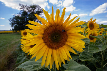 Biene sucht Nahrung © Holger