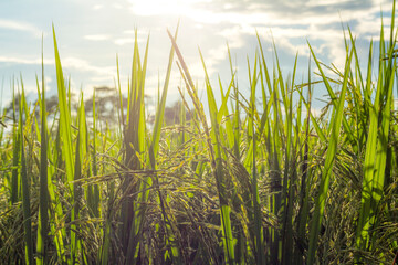 golden Rice Ear  in sun