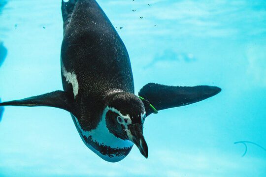 Humboldt penguin is swimming in the pool