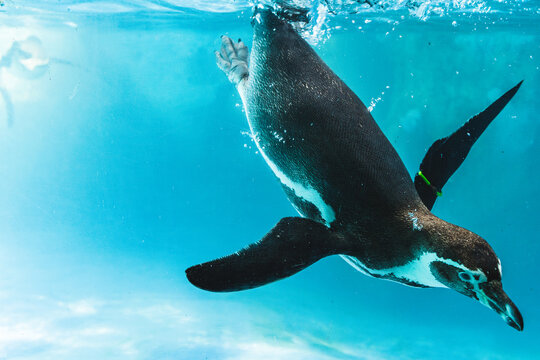 Humboldt penguin is swimming in the pool