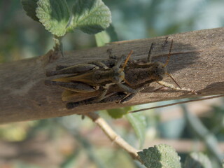 grasshopper on the ground