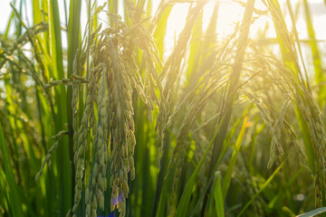 golden Rice Ear  in sun