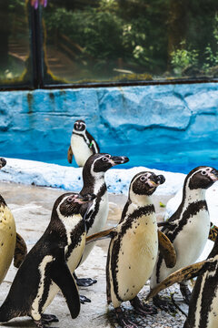 Humboldt penguins are on the deck biside the pool
