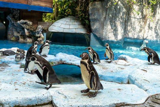 Humboldt penguins are on the deck biside the pool