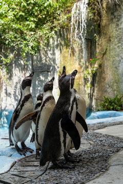 Humboldt penguins are on the deck biside the pool