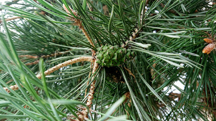 Szyszka na sośnie. © WalDec