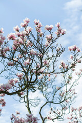 Blühender Magnolienbaum