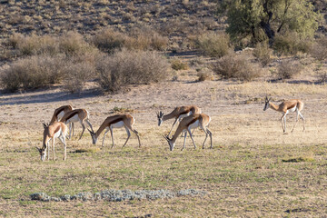 Fototapeta na wymiar Springbuck or Springbok (Antidorcas marsupialis) Kgalagadi Transfrontier Park, Kalahari, Northern Cape, South Africa